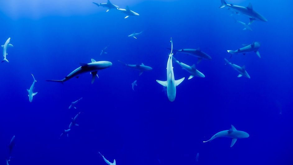 Стая акул в синей воде