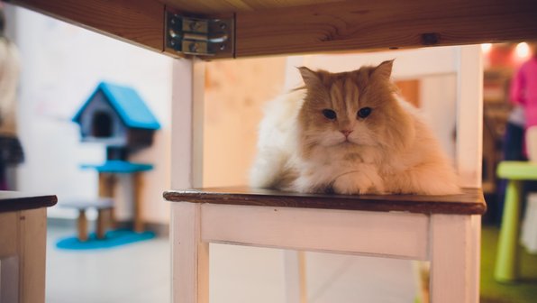 Не только персы: малоизвестные породы длинношерстных кошек