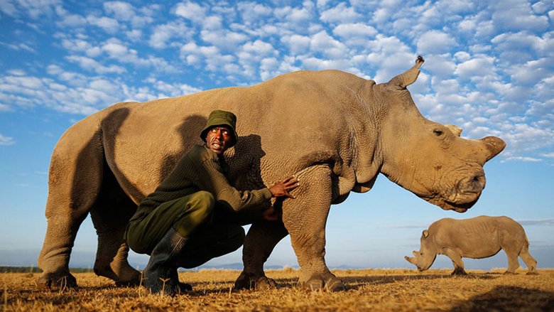 Пока биологи изучают возможности искусственного оплодотворения, рейнджеры обеспечивают защиту последнего носорога от истребления. Фото: Dai Kurokawa