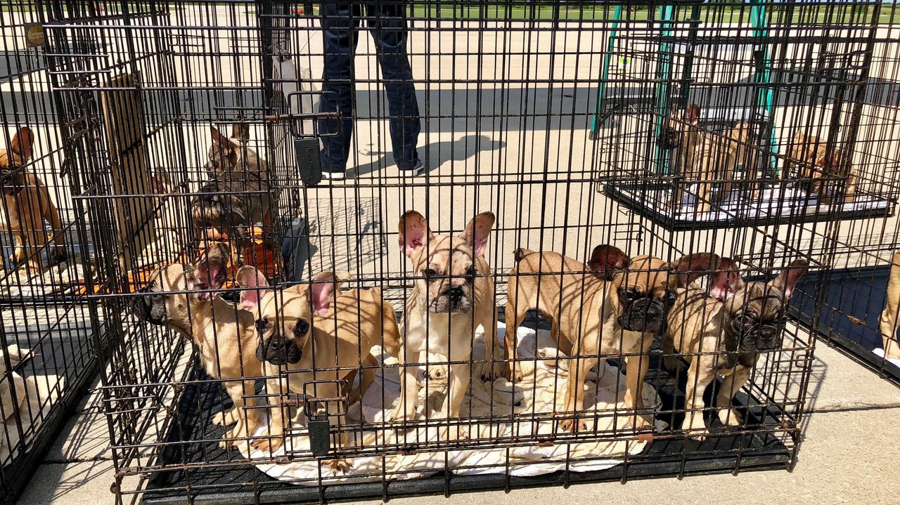 Всего в фургоне нашли 28 щенков
