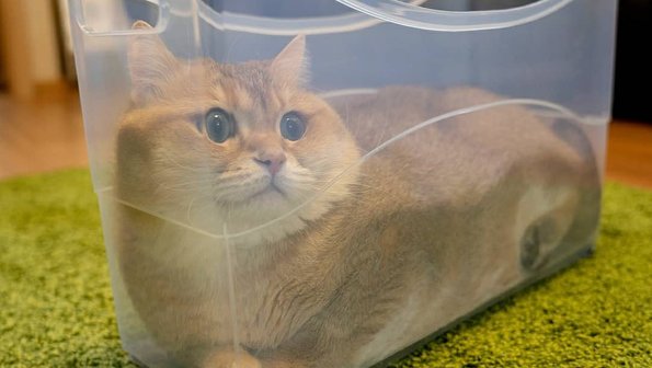 10 доказательств того, что коты — это жидкость