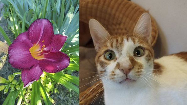 Ветеринар напомнила об опасности лилий для кошек