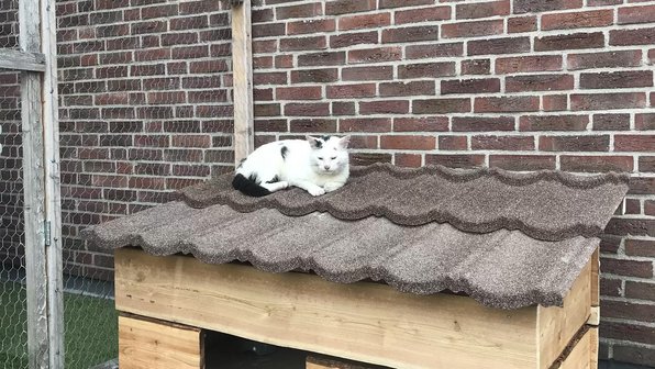Семья построила во дворе дом для бездомного кота