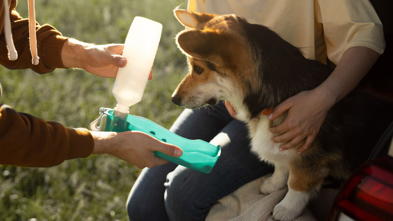 Поилка-бутылка для собак