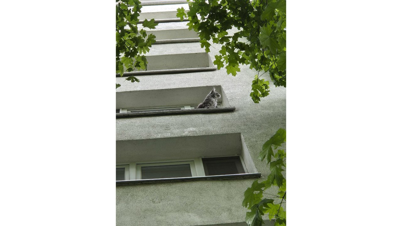 Домашняя кошка решила осмотреть территорию за окном
