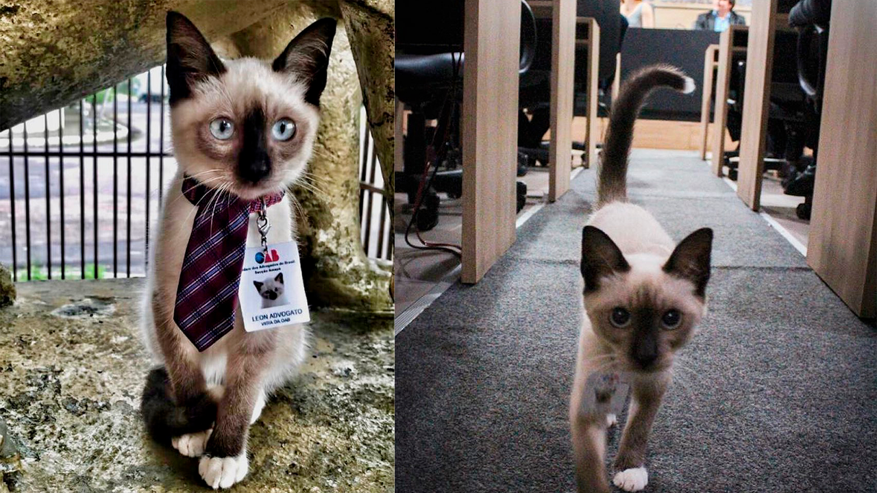 Бездомный кот пришел в адвокатскую контору, его взяли на работу - Питомцы  Mail.ru
