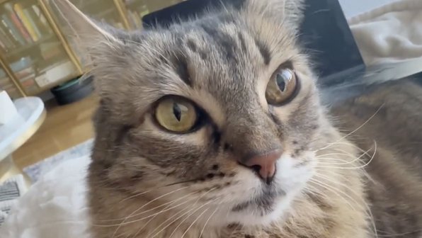 Кошка ревнует свою хозяйку к ноутбуку