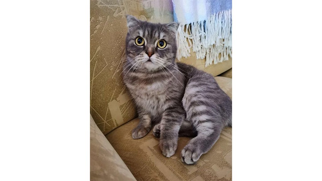 Котя