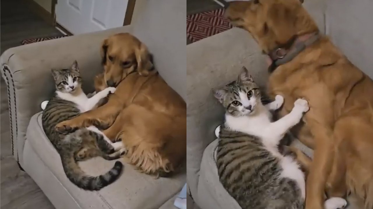 Кот и пес на диване Кот и пес на диване
