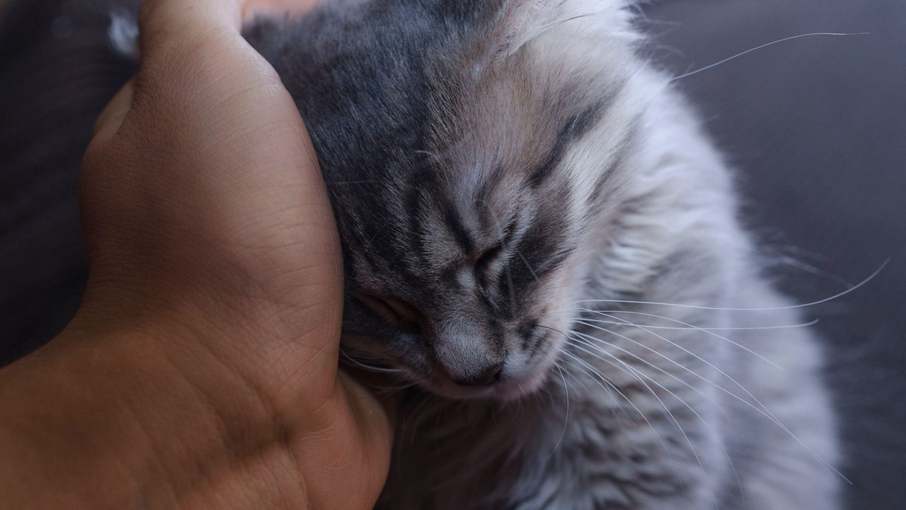 Кошка на руке