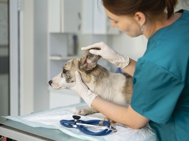 Ушной клещ (отодектоз) у собак: симптомы, лечение и профилактика заражения