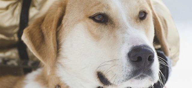 В Челябинске приютский пес 15 раз спас жизни других собак