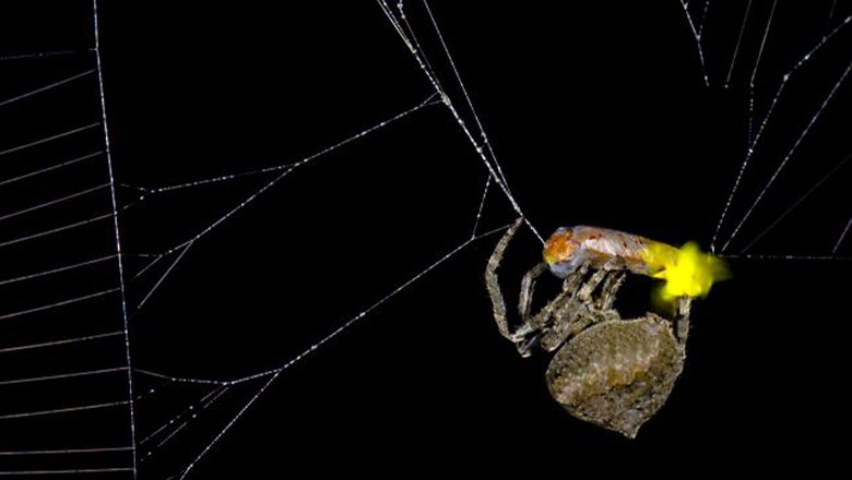 Araneus ventricosus обволакивает самца светлячка