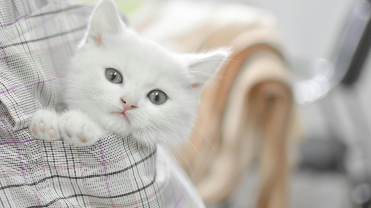 Котенок Котенок