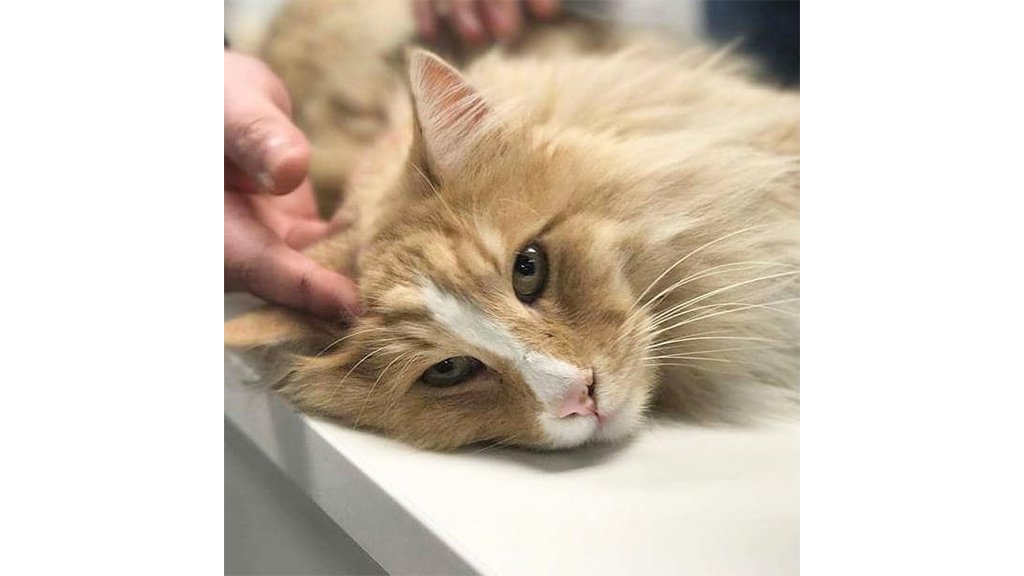 Кот Кот