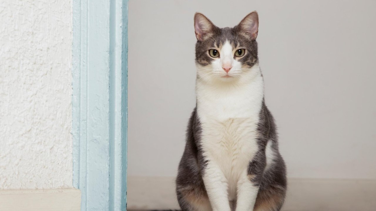 Кошка Кошка