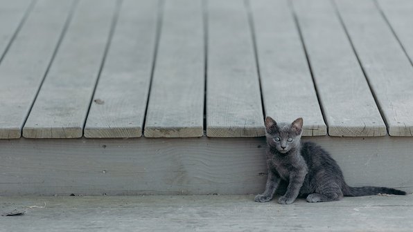 Москвич спас выбежавшего на шоссе котенка
