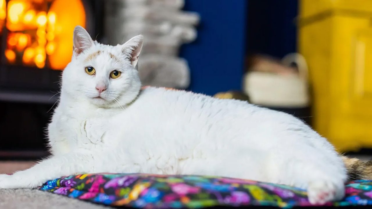 Кошка, которая чуть не погибла от лишнего веса, наконец похудела