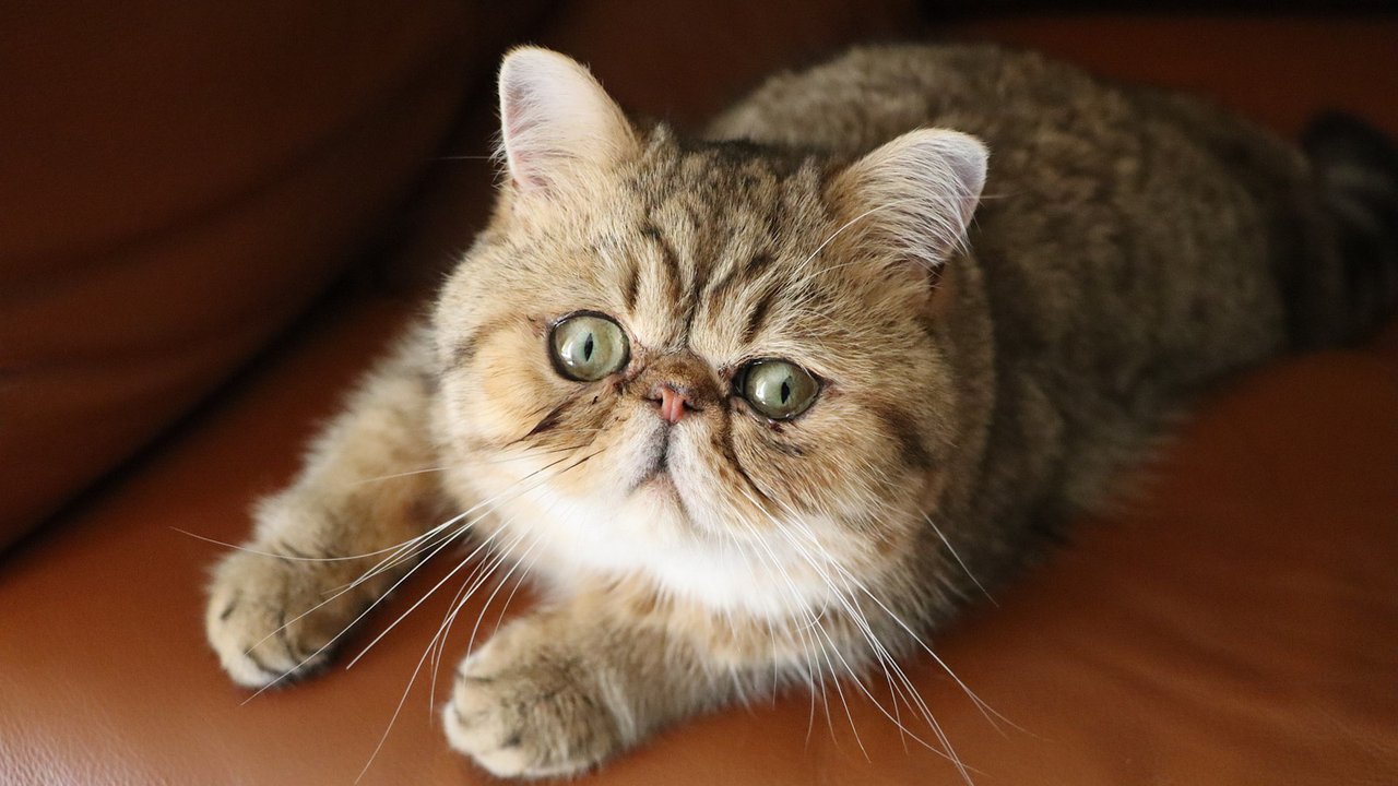 Кошки с самыми плоскими мордами | Топ-7 - Питомцы Mail.ru