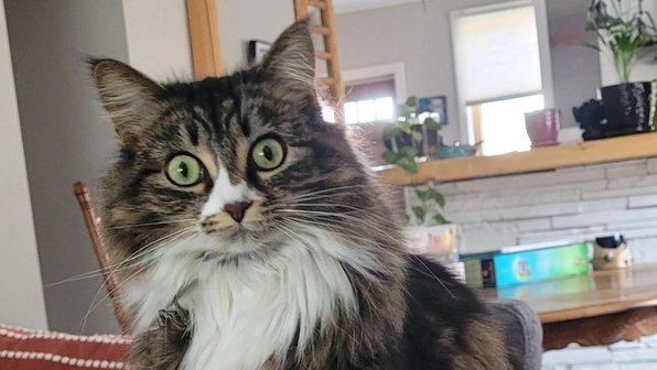 Спасенная кошка стала домашней — и теперь всегда удивляется