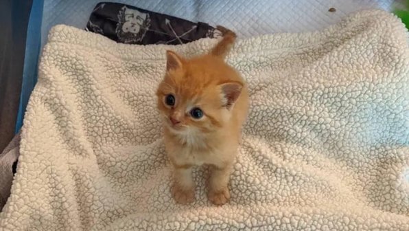 Котенок в приюте нашел друзей — и сам стал воспитывать котят