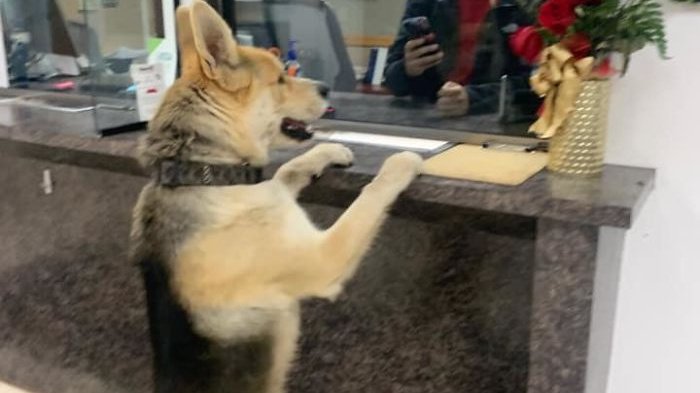 Pets.mail.ru Pets.mail.ru