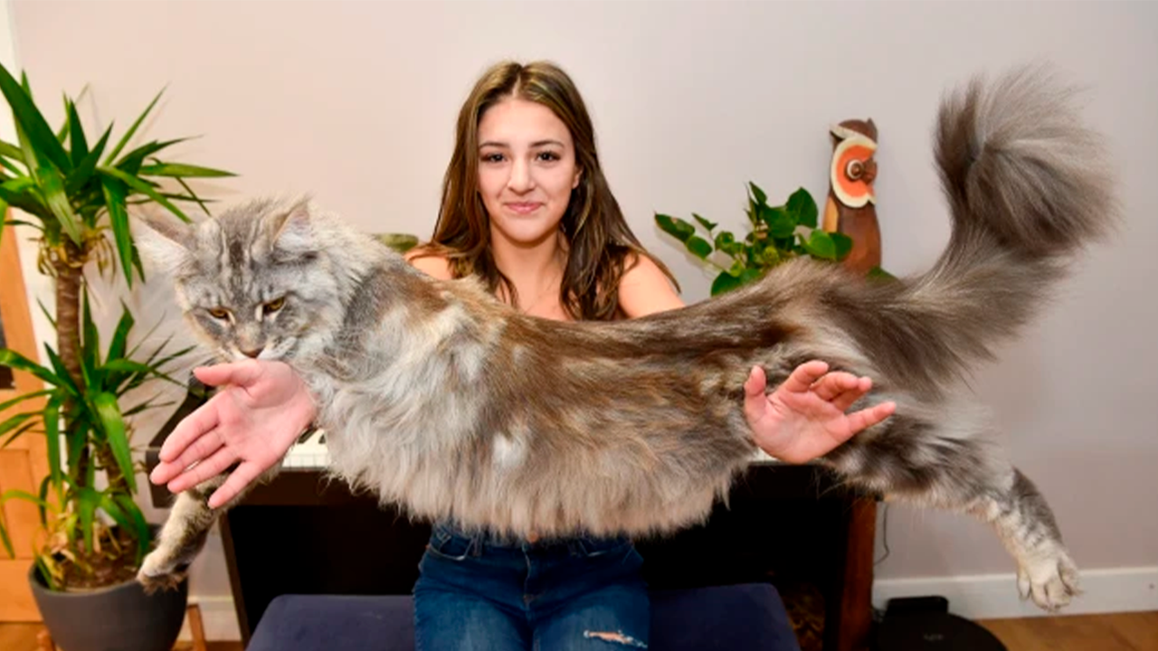 Мерфи — огромный кот, который в один год весит больше 11 килограммов