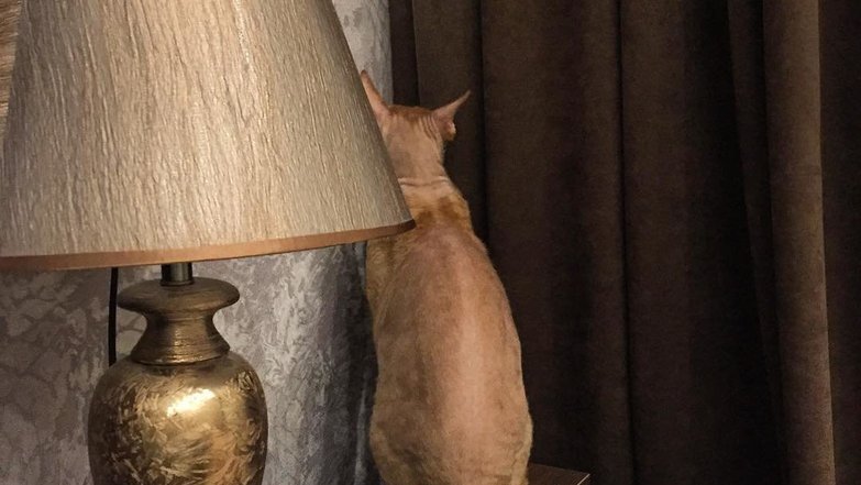Instagram/@shanti_cat_lucky