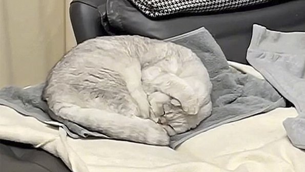 Кошка закрыла уши, чтобы не слышать храп хозяина (видео)