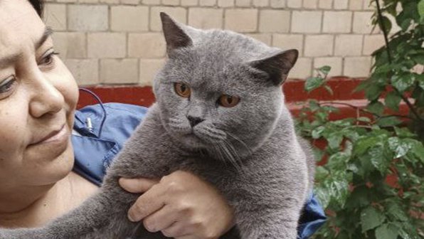 В Ряжске врачи спасли кота, который 3 дня сидел на дереве