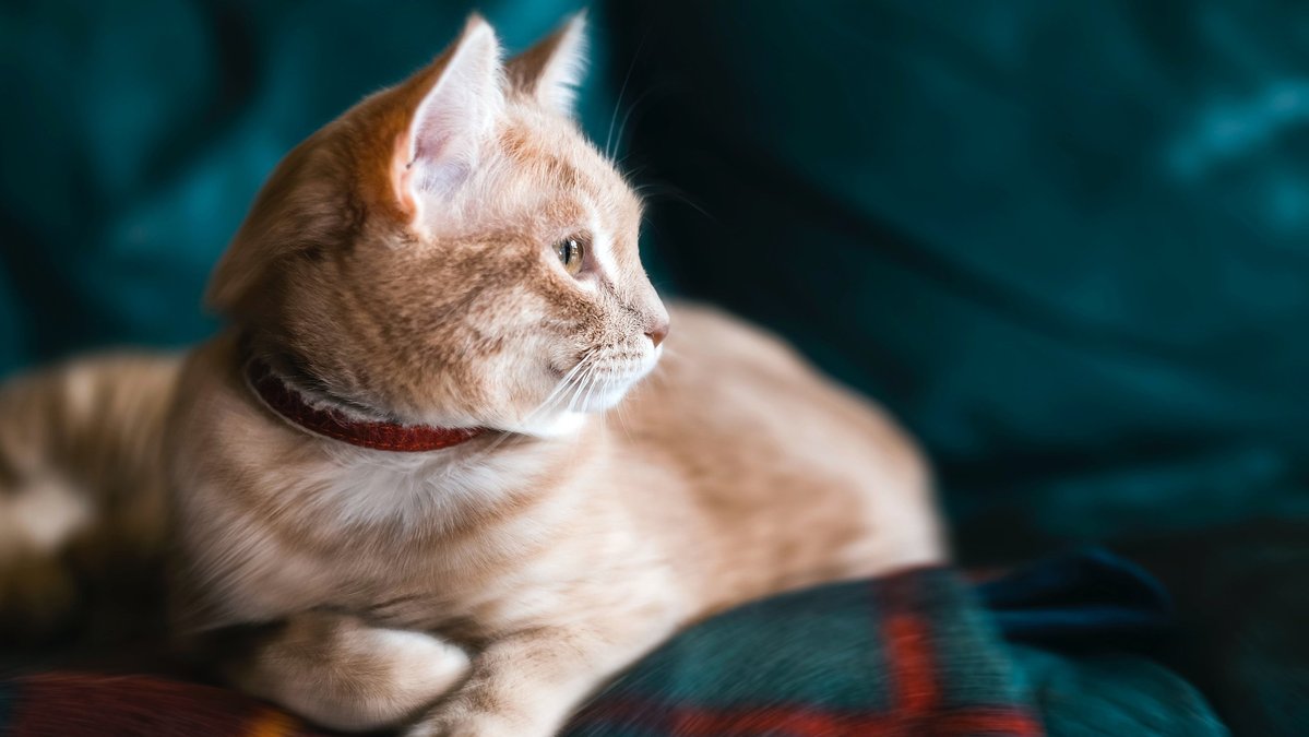 Кошка