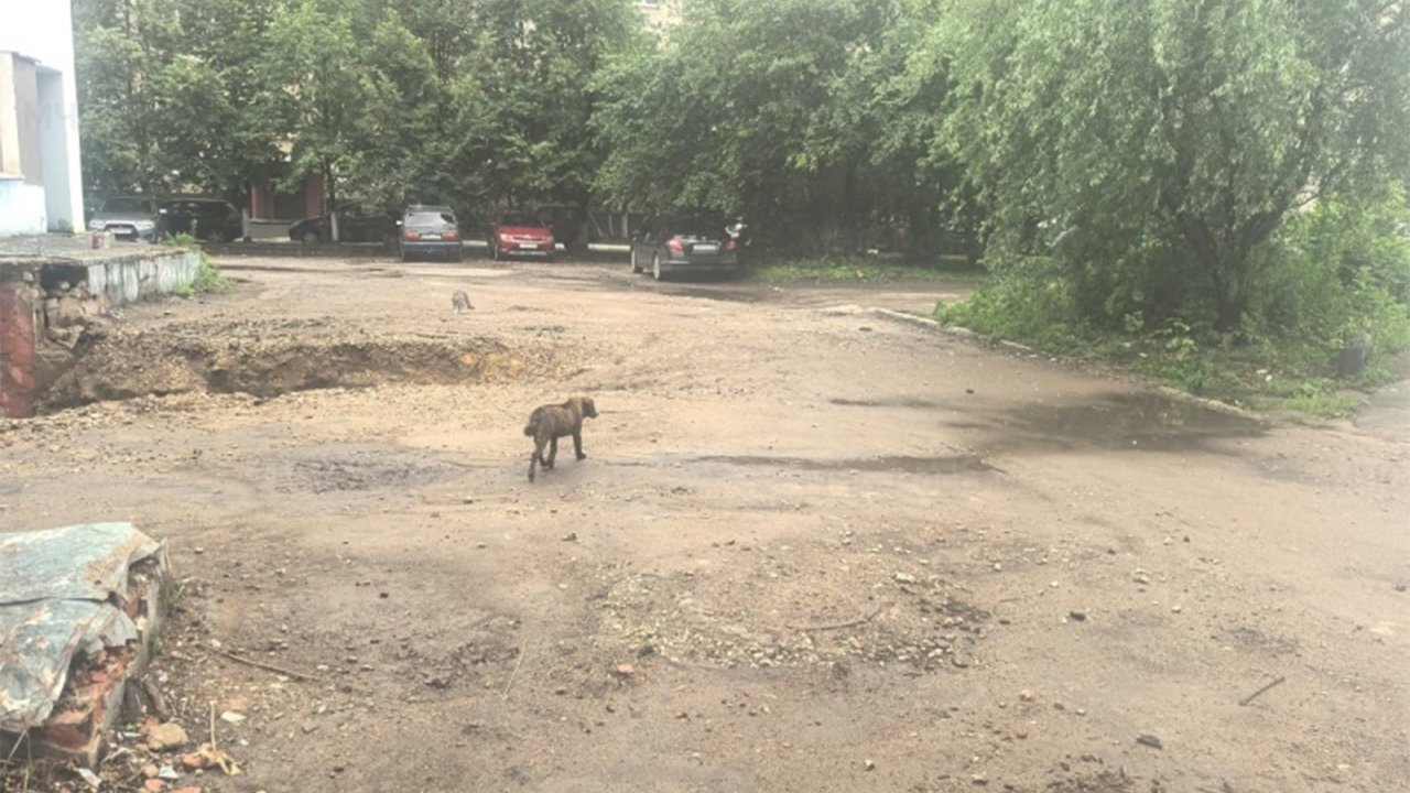 Собака на улице Собака на улице