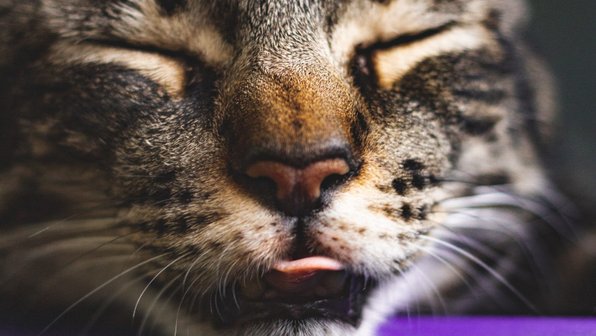 Сколько часов спят кошки и почему?