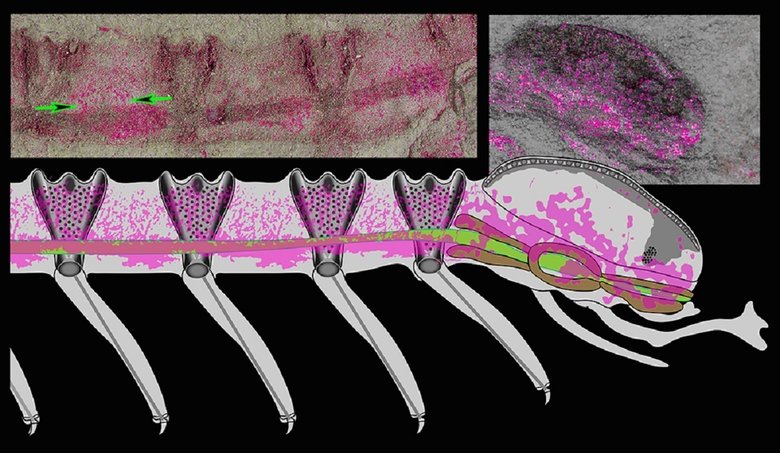Фиолетовые области показывают следы окаменелой нервной ткани и мозга Cardiodictyon catenulum. Источник: Nicholas Strausfeld / University of Arizona
