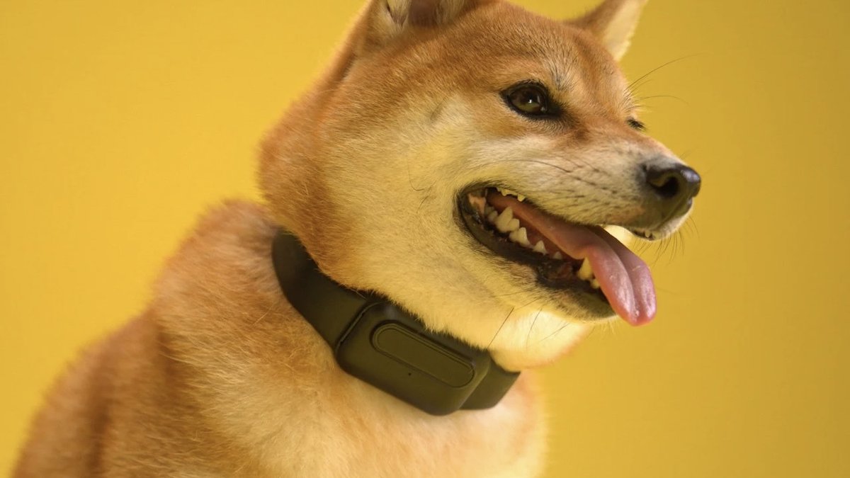 ИИ-ошейник учит собак не лаять и быть хорошими - Hi-Tech Mail.ru
