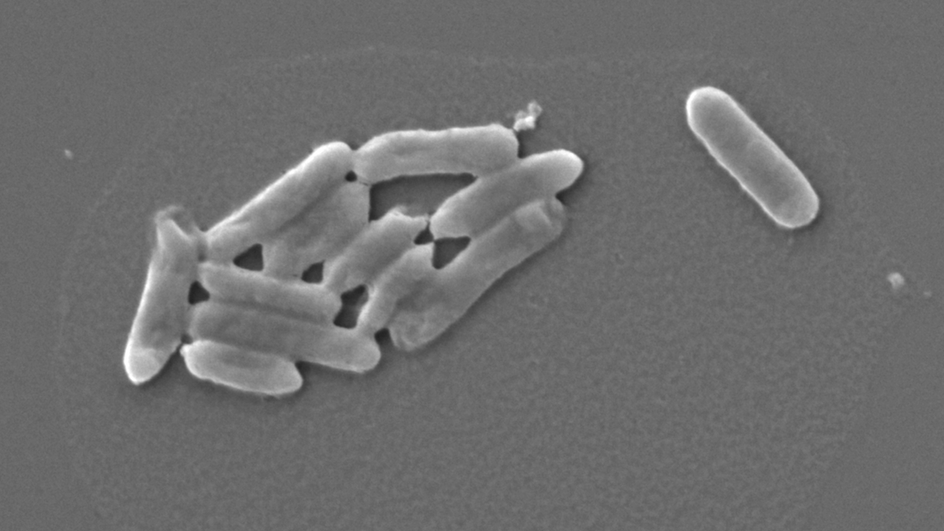 Бактерии Acidithiobacillus ferrooxidans