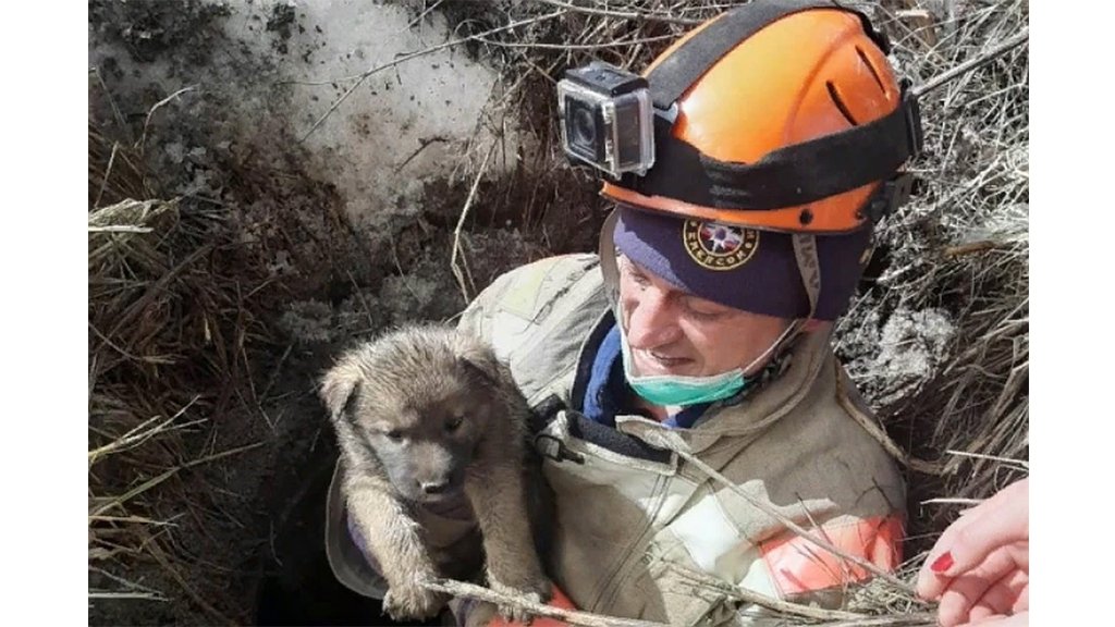 Щенок