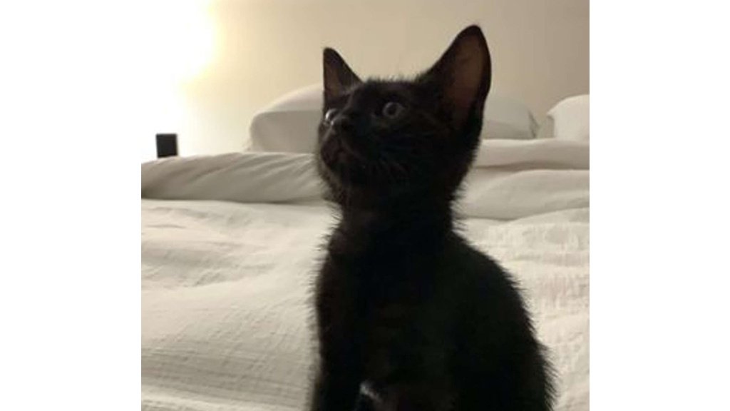 Котенок Котенок