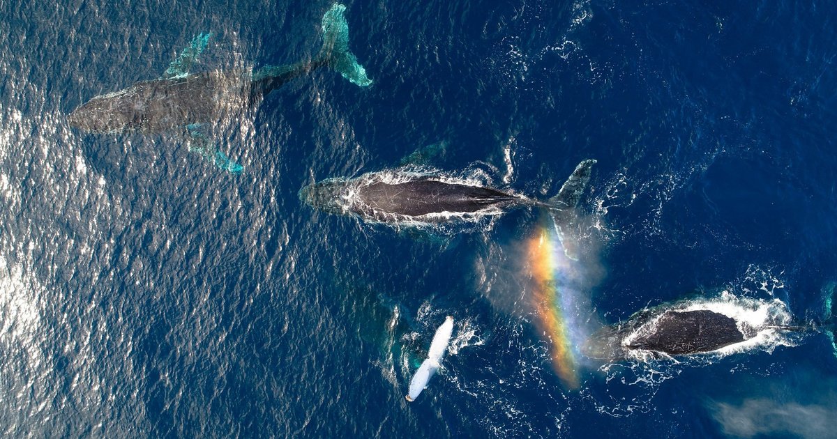 Исследование: киты стали счастливее во время пандемии COVID-19