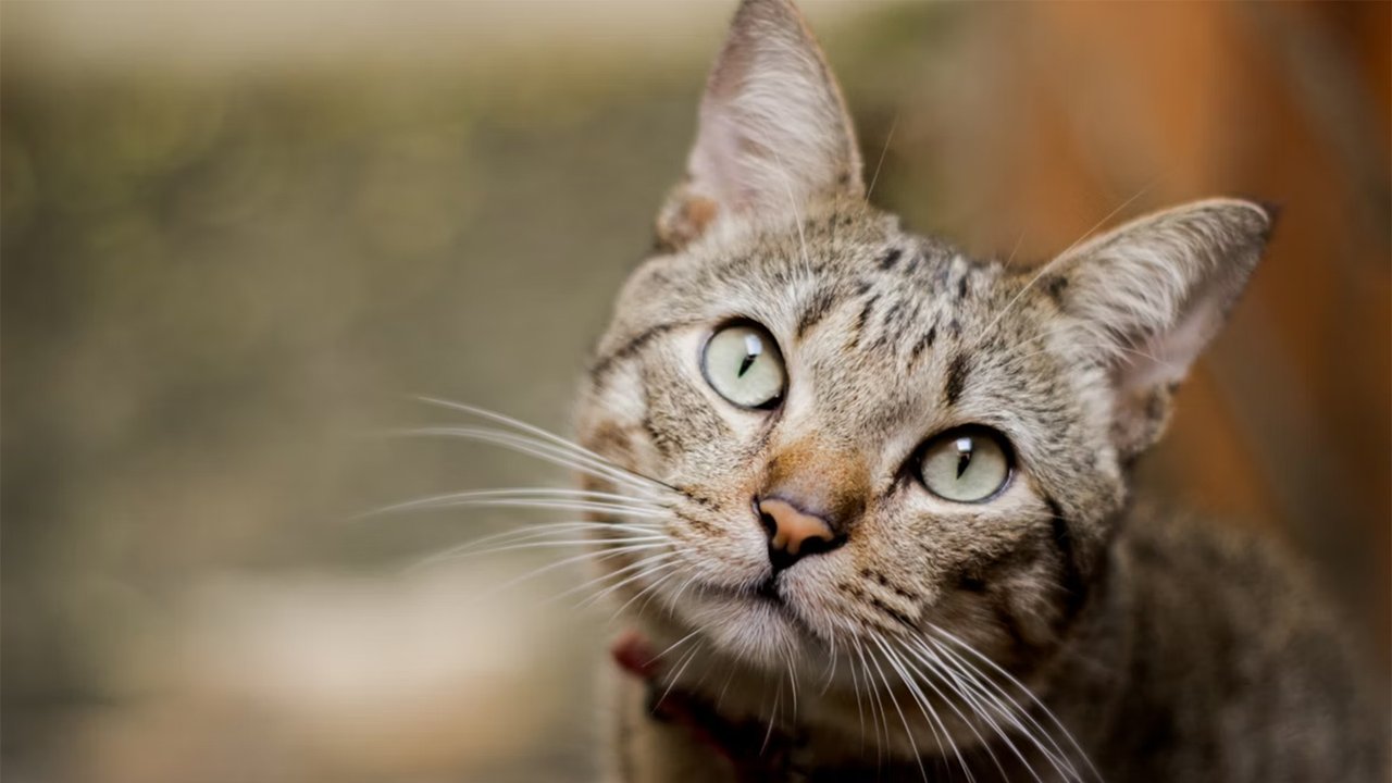 Трехцветная кошка