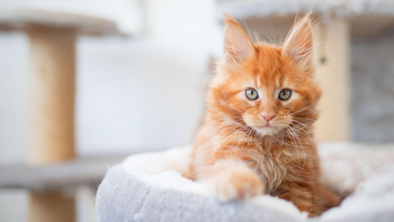 Котенок мейн-куна Котенок мейн-куна