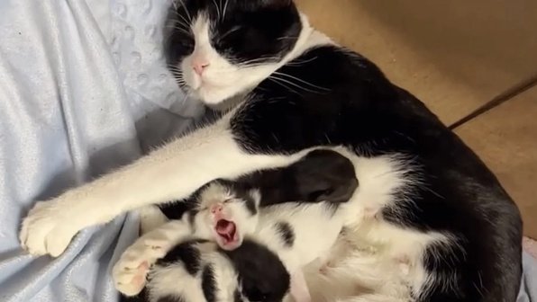 Кошка начинает улыбаться, понимая, что ее котята в безопасности