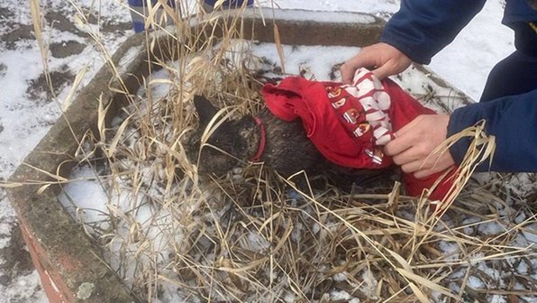 В Черняховске во время пожара спасли 6 человек и кота