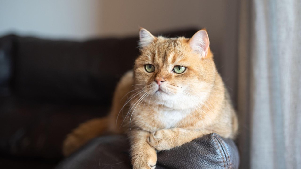 Кот Кот