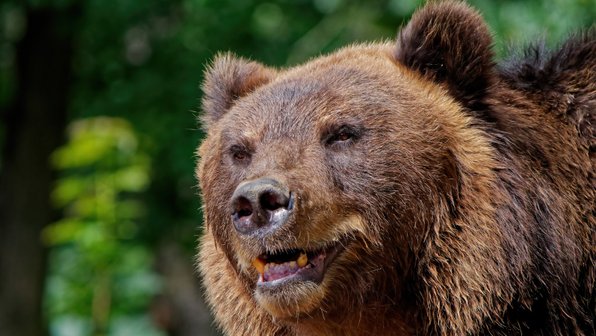 В Пермском крае медведь забрался в дом, выбил дверь и погрыз лампочки