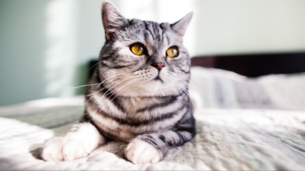 Кошка Кошка