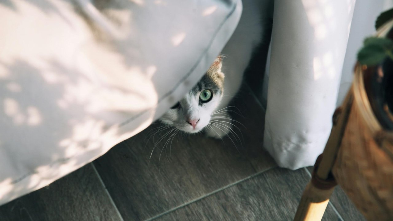 Кошка Кошка