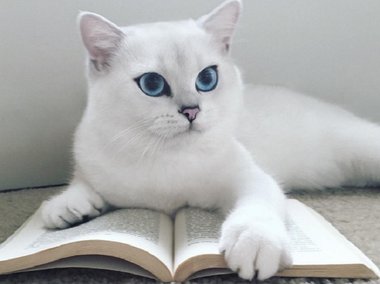 Slide image for gallery: 6133 | Цвет глаз Коби настолько пронзительный, что котик кажется каким-то нереальным!