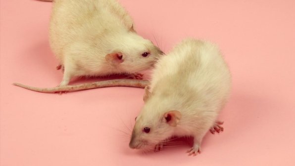 Видео: 5 фактов о домашних крысах