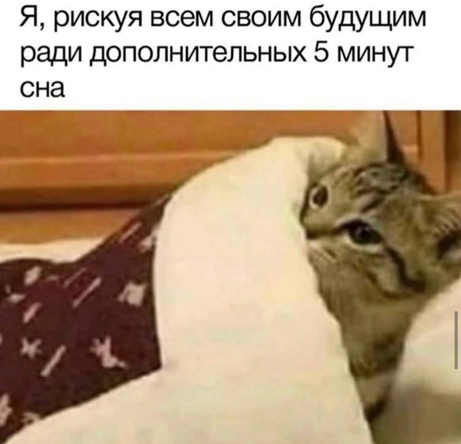 Мемы с котиками